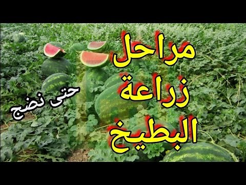 طريقة زراعة البطيخ الأحمر من الألف إلى الياء جميع مراحل حتى حصاد