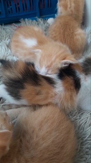 21K views · 1.1K reactions | Calico my pillow❣️ | Pikucat | Facebook