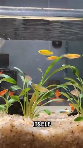 I Didn't Change This Aquarium Water for Months and This Happened #Shorts