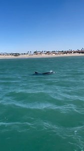 12K views · 323 reactions | Sorry. Were busy.  | Channel Islands Harbor | Facebook