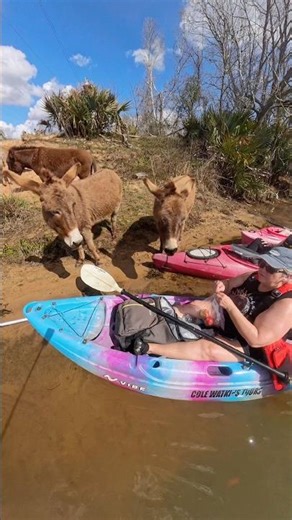 Donkeys + Kayaks = Best River Encounter 🐴 🚣