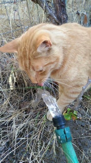 Look at the gesture of his hands! #cat #cute #funny #pet #animals