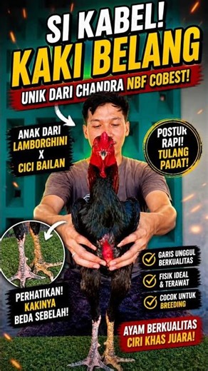 Si Kabel! Ayam Kaki Belang Unik dari Chandra NBF—Anak Lamborghini x Cici Bailan#AyamUnik
