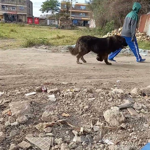 😲my neighbours dog,