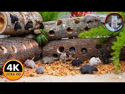 Ultimate Cat TV Mouse Maze! Real Mice Running, Climbing & Hiding | Video for Cats | 4K 60FPS 4 Hours