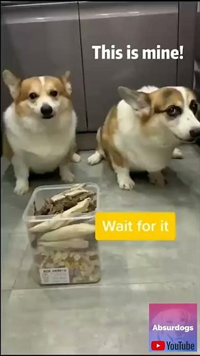 IT'S YOUR FAULT!!! | Angry Corgis fighting | Funny dog videos