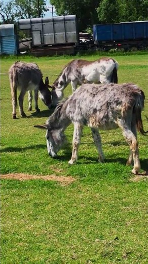 🐴 Island Farm Donkey Sanctuary, Wallingford