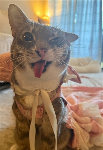 Silly Cats Acting Like Rabbits and Dogs