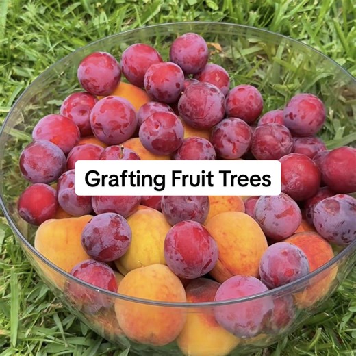 Grafting a new variety onto my plum tree so I can grow two varieties on one tree. Plums need two varieties for pollination, so this saves space and increases fruit production. Save this so you can come back when you’re ready to graft your own tree. #creatorsearchinsights #grafting #fruittrees #homeorchard #floridagardening