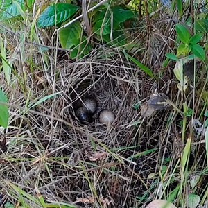 3.2K views · 91 reactions | Buttonquail Birds | Review All Birds | Facebook