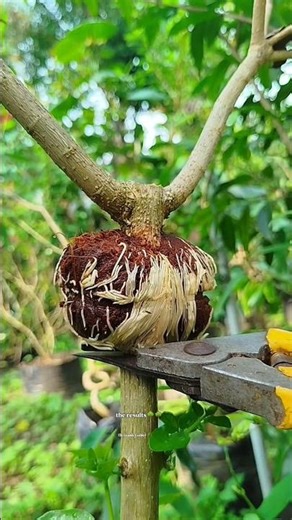 successfully propagated bonsai material using a simple grafting method in 32 days 🌳🌳 #bonsai #plant