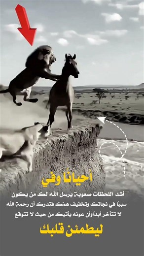 مطاردة شرسة بين الأسد والحصان في قلب البرية#giraffe#wildlifephotography