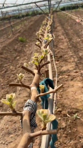 Total Pruning vs. Semi-Pruning Differences: Don't Make a Pruning Mistake! #anggurpedia