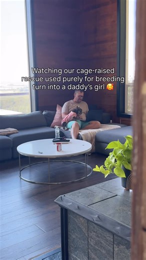 Lindsay Van Bramer | Pet & Lifestyle Creator 🐾 on Instagram: "Dumped when her uterus prolapsed and she was no longer ‘useful,’ our sweet Beverly is now learning to trust love and comes out of her shell more every day. 🥰"