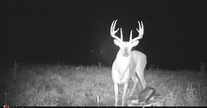 The Buck That Never Shed Its Antlers