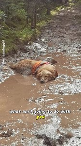 63K views · 1.4K reactions | Part retriever part alligator | Animal Memes | Facebook
