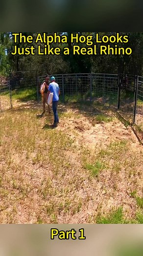 Giant Wild Hog Encounter in the Forest