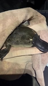 Wildlife Rescuers on Instagram: "The platypus is one of nature’s most extraordinary creatures, an egg-laying mammal found only in Australia. With its duck-like bill, webbed feet, and beaver-like tail, it looks like a mix of several animals, yet each feature is perfectly suited to its semi-aquatic lifestyle. A skilled swimmer, the platypus hunts underwater using electroreception, detecting the faint electric signals of its prey with incredible accuracy. Male platypuses even have venomous spurs on