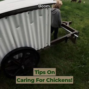 How I Care For Chickens! | Abundant Permaculture
