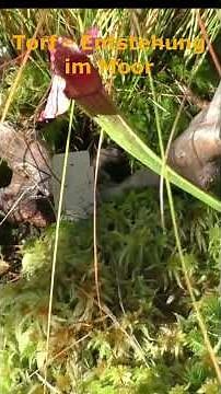 Torf – wie ein Moor entsteht 🌿 #Torf #Moor