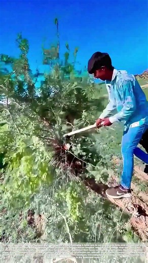 Shaping Canopies: How Highland Farmers Trim Wild Shrub Growth for Healthier Harvests