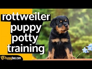 ROTTWEILER PUPPY POTTY TRAINING (TIPS FROM REAL DOG TRAINERS)