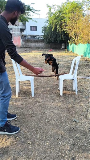 Doberman Puppy Jump Training | Smart Puppy Learning Jump Command 🐕🔥