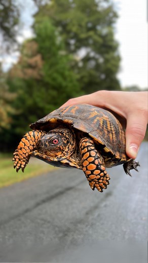 Road mortality is a major threat to wild populations of turtles and tortoises. They often cross roads to travel to other habitats, and end up crushed by cars. Here’s how you can save turtles from road deaths this summer: 🐢If you see a turtle on the road, be sure it is safe to pull over 🐢If it’s a snapping turtle, pick the turtle up by the very back of its shell, or move it onto something carriable, avoiding its head 🐢Move the turtle in the direction it was headed 🐢Place the turtle at least 1