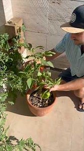 This is how I say goodbye to the spring-summer season 🌻🌾 #homegarden