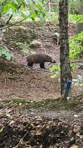 Still Missing the Pro Spot on Hogzilla! Keep Practicing NM #archery #archerylife #3darchery #sport