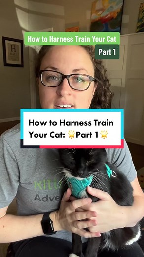 🐈How to Harness Train Your Cat: Part 1 👉The first step is to get you cat to start associating the harness with positive things, like treats! 🌟Resist the urge to put the harness on your cat right away. That usually doesn’t go very well. 🙋‍♀️Hit that FOLLOW button so you don’t miss the next steps of the training process! #KittyCatGo #CatTraining #HarnessTrainingCat #CatsOnLeashes #CatAdventures #DoMoreWithYourCat