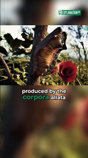 Butterfly Metamorphosis: Hormones That Control It! #shorts