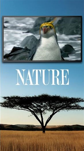 Nature | Penguins: Meet The Family | All 17 Species | Tonight at 10 PM on OETA