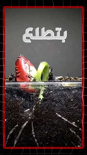 العشوائية في تطوير الألعاب | Random Seed و Pseudo Random Explained | Godot 4