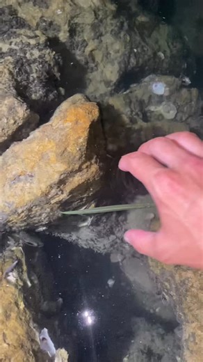 Nick Bingo on Instagram: "YouTube: Nick Bingo #needlefish #handfishing #tidepools #outdoors"