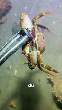 Pêche à la murène 😱😱 #fishing #insolite #nature #ocean