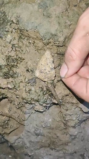 Mud Fish #mudfish #fishing #catchfish #trapfish #smallfish #reelfish | Duan Ahunai