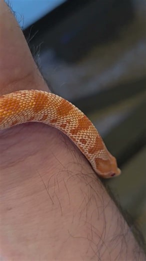 raging red x Extreme red Albino Conda western hognose snake