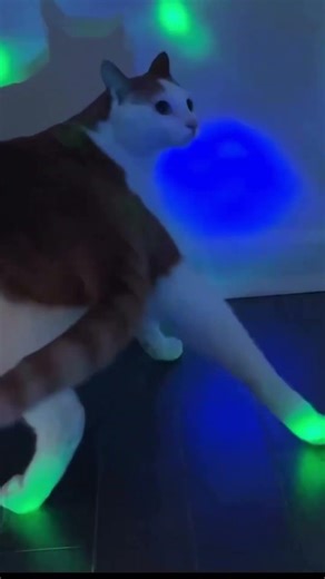 Babe the cats raving again.... #edm #catparty #rave #funny