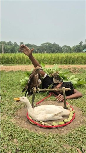 Making a hawk trap with ducks😃 #viral #funny