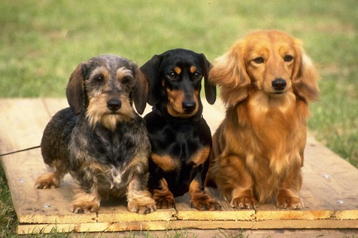 Dachshund for Sale | Puppies | Pawrade.com