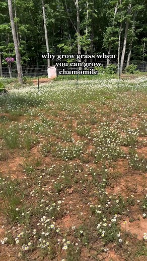 🌼✨ #chamomile #wildflowerlawn #grasslawn #wildflowers #garden
