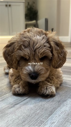 💅🏼 #australianlabradoodle #puppy #puppytok #labradoodle