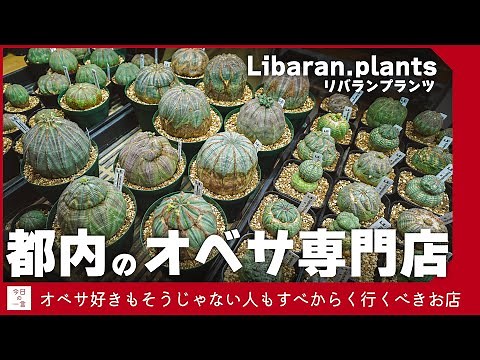 都内のオベサ専門店「リバランプランツLibaran.plants」にあった丸々なオベサ達が可愛すぎたので紹介したい【アガベ・塊根・多肉】
