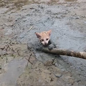 Rescue kitten stuck in mud at pond and give food - Cat rescue by man | Animal