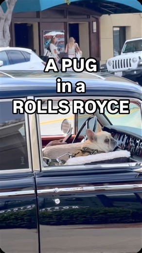 He has a much more diverse portfolio of investments than I’ll ever have… good on him. #australia #america #montyfranklin #words #language #comedy #funny #lesson #tutorial | Monty Franklin