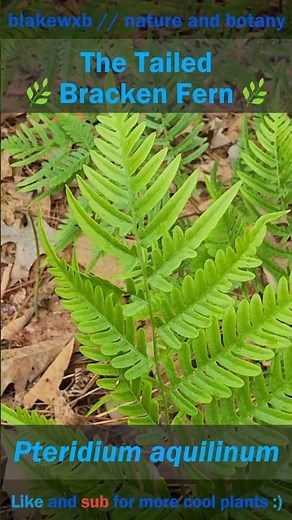 The Tailed Bracken Fern #nature #botany #plants #ferns