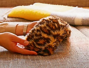 Flatcat Just Might be the Strangest Robot You'll See This Year