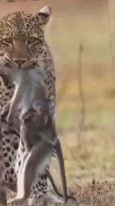 39K views · 456 reactions |  why #amazinganimalsworld #wildlife #animallifestyle #foryoupage | Animals TV | Facebook