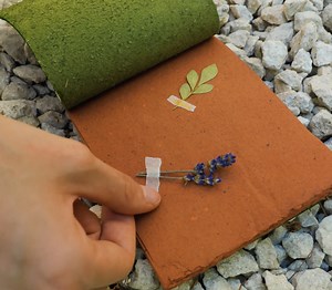 15K views · 63 reactions | Incredible DIY Creation You Can Make from Cactus! | 5-Minute Crafts Green | Facebook